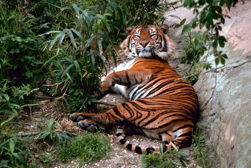 Tiger King