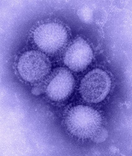 H1N1 'swine flu' pandemic declared