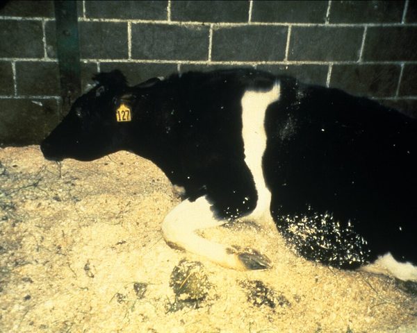 Mad cow disease (BSE)