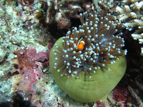 Finding Nemo
