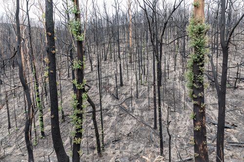 Australian bushfires devastate the country