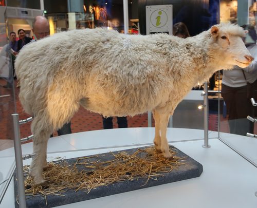 Dolly the sheep, first cloned mammal, announced