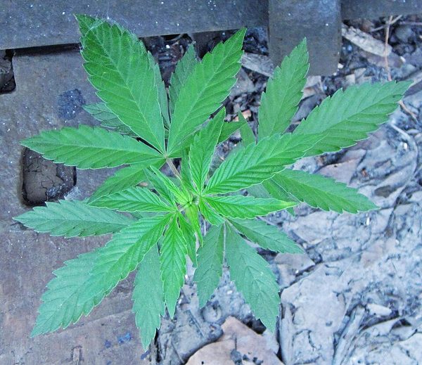 The federal government tables legislation to legalize cannabis nationwide, spring 2017.