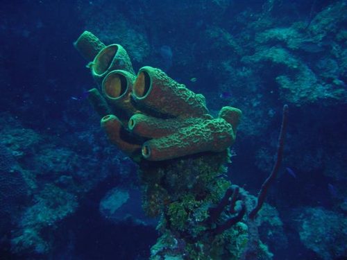 SpongeBob SquarePants